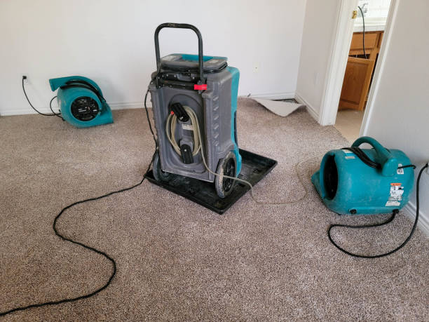 Best Professional water damage repair  in Lopezville, TX