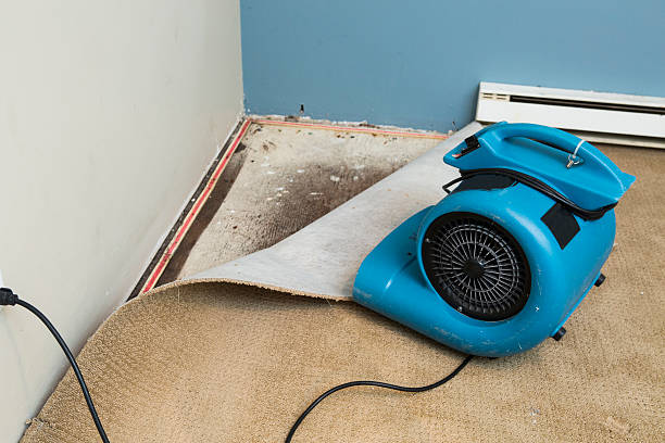 Best Water damage cleanup near me  in Lopezville, TX